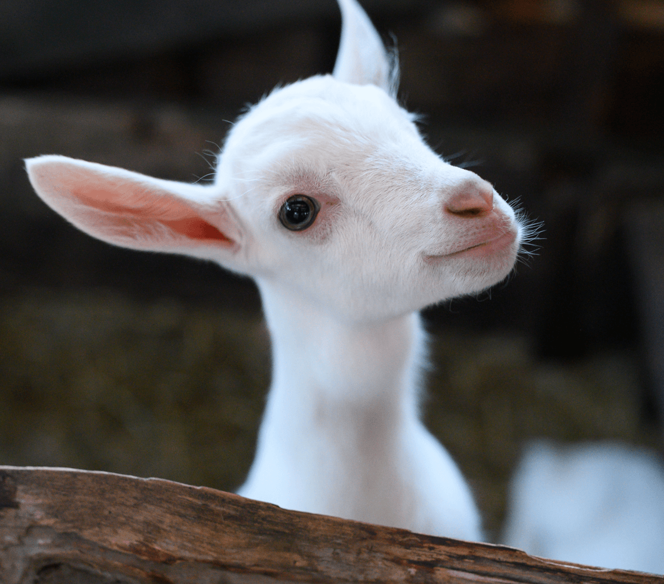 Happy Goat