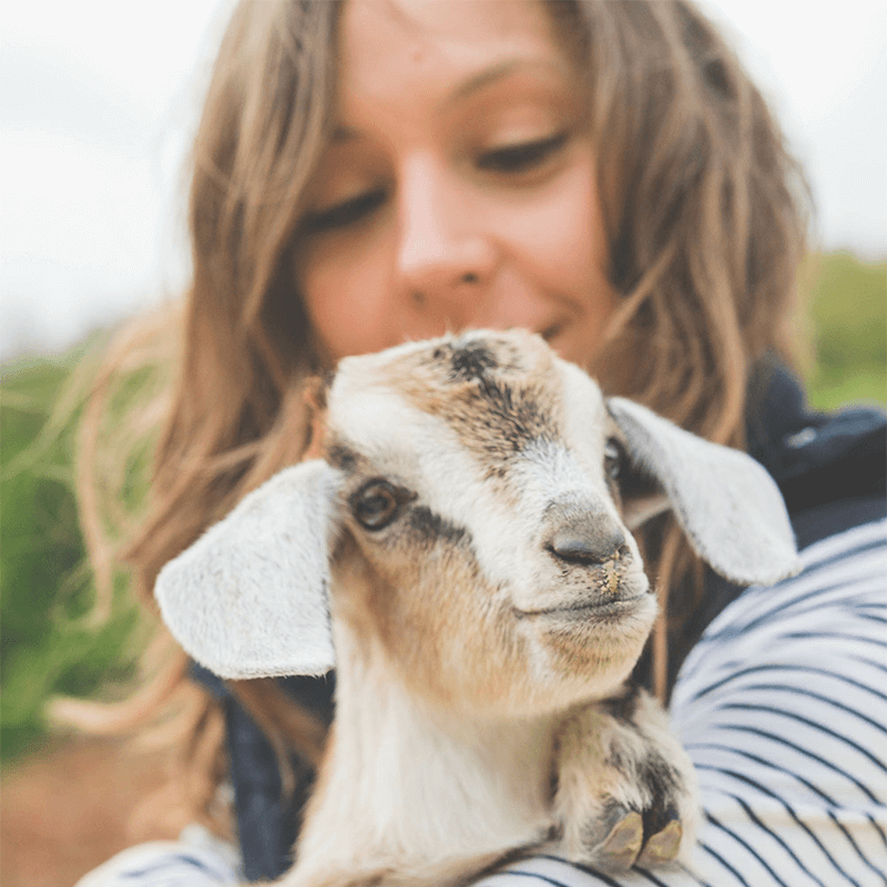 Mariaville Goat Farm - Goatie Cuddles