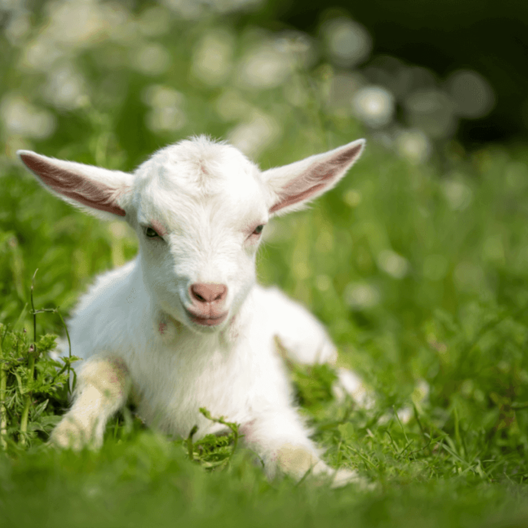 Baby goat in summer field