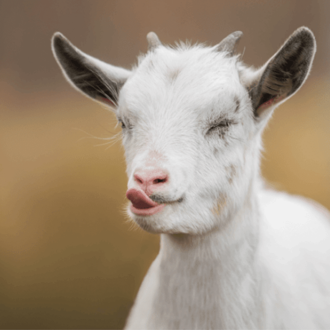 farm goat